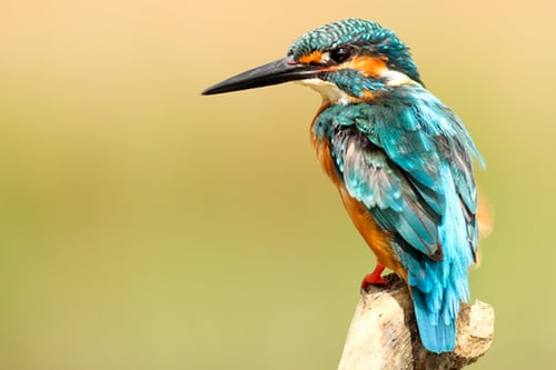 bird Blue Kingfisher