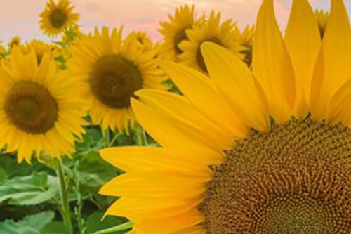 Sunflowers Sunflowers