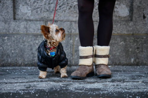 dog looking up at owner