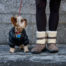 dog looking up at owner