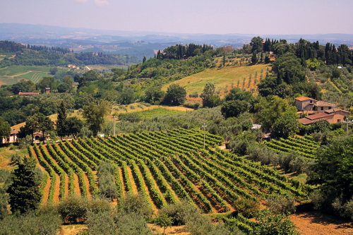 San Gimignano vineyards