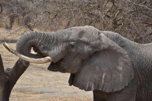 Photo of an elephant taken in Tanzania by Alan NaPier