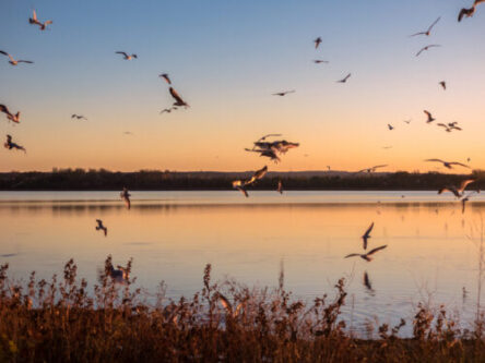 Onondaga Lake, Syracuse New York. Landscape View of Sunset at Onondaga Lake with Seagulls Flying All Over in Syracuse New York.
