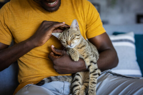 Relaxed man sitting on the sofa at home while gently petting his cat Relaxed man sitting on the sofa at home while gently petting his cat