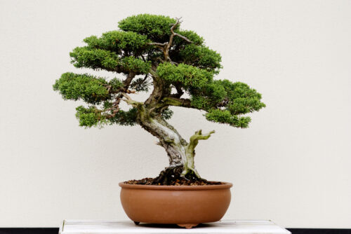 Bonsai tree in a pot and with white background