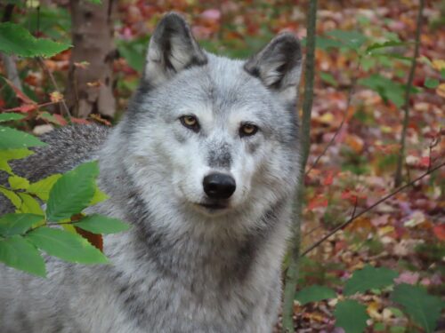 Dyani from the Wolf Mountain Nature Center