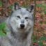 Dyani from the Wolf Mountain Nature Center