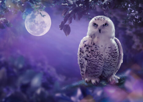 The white owl The white owl in the night